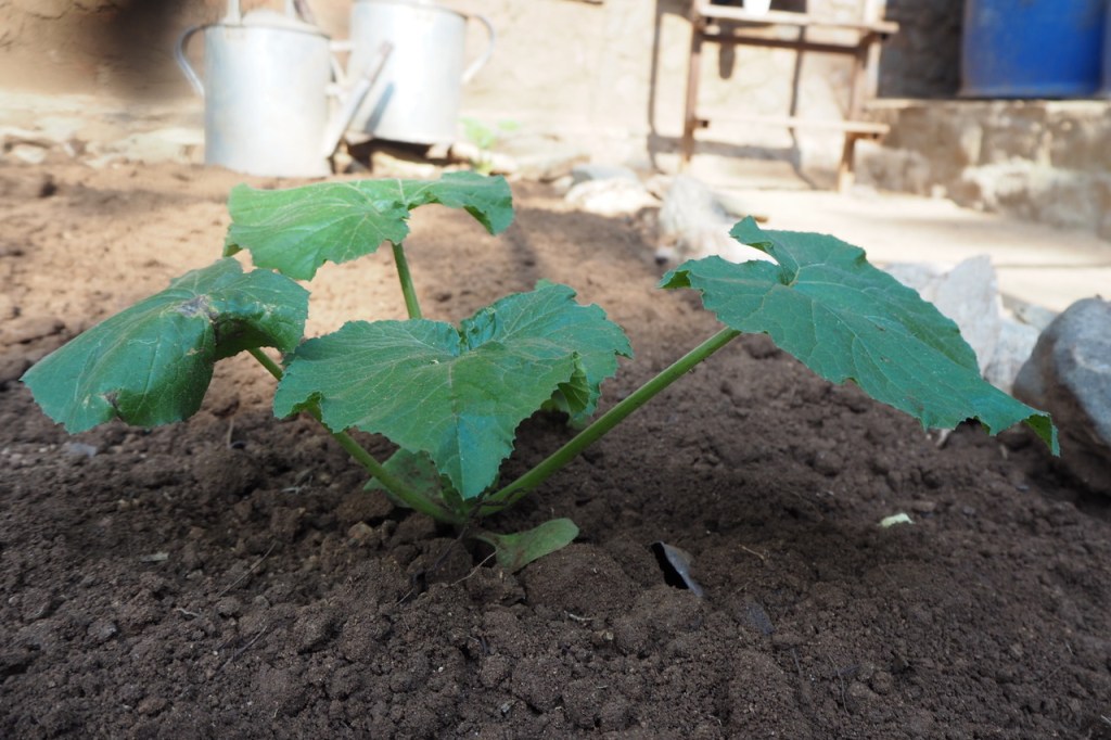 After months of sewing seeds into hidden places, new life is being seen for Hope and her family